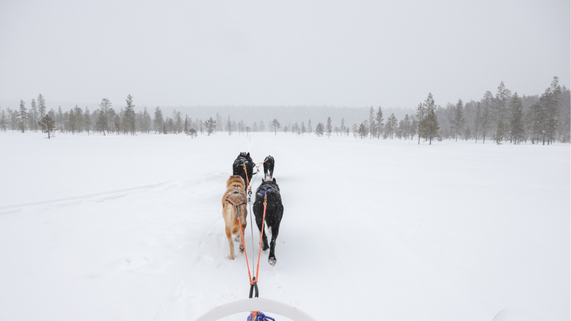 Familien-Tour Lappland